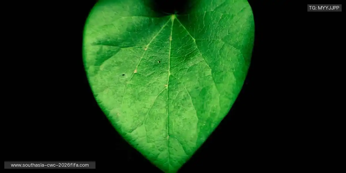 🎮 虚拟赛场,与全球高手同场竞技!🎯